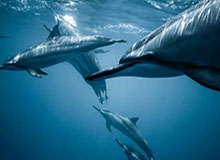 道崽孙尚香射手打窝，KSG打掉孙尚香三条命紫幻小乔持续输出斩获四杀